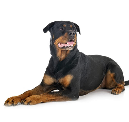 Pet 3D Memorial Model-Simulation Fur-Customized Size 15-80CM