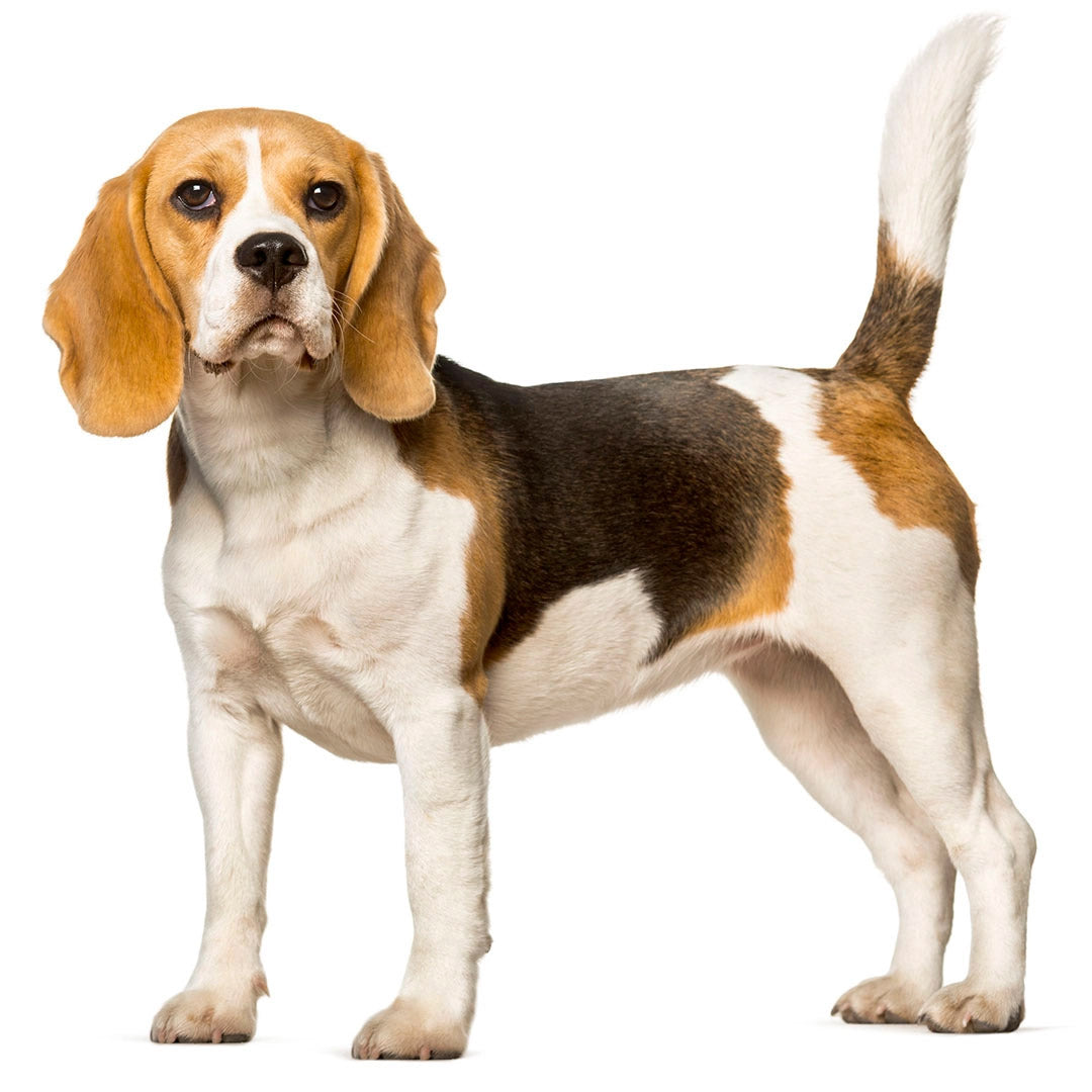 Pet 3D Memorial Model-Simulation Fur-Customized Size 15-80CM