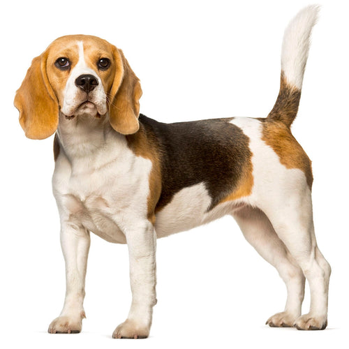 Pet 3D Memorial Model-Simulation Fur-Customized Size 15-80CM