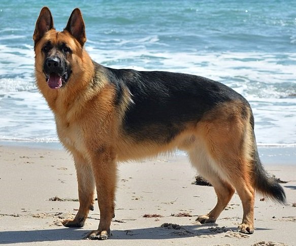Pet 3D Memorial Model-Simulation Fur-Customized Size 15-80CM