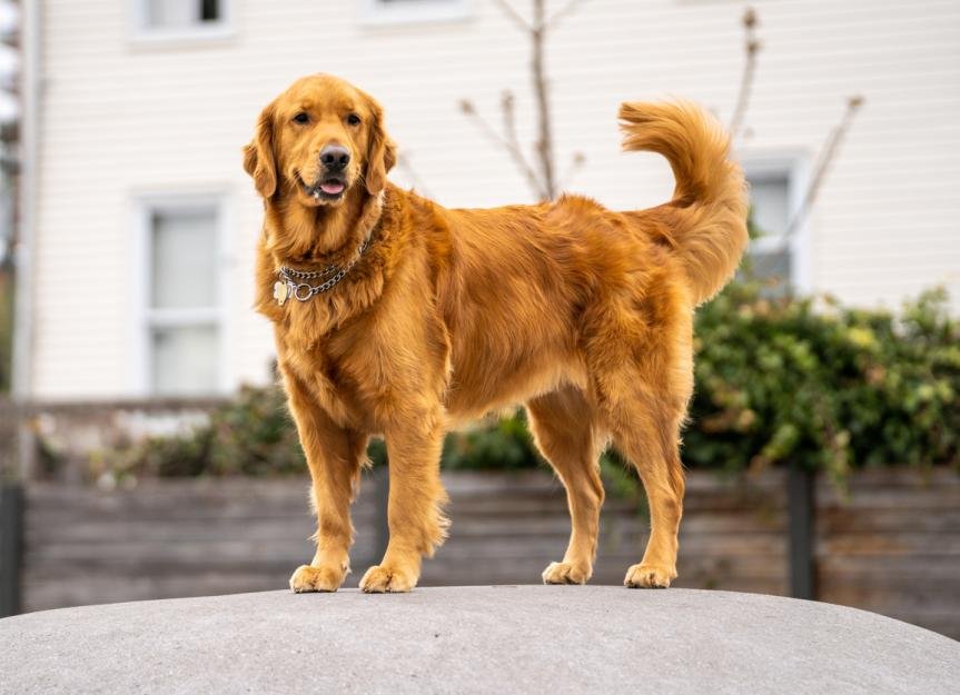 Pet 3D Memorial Model-Simulation Fur-Customized Size 15-80CM