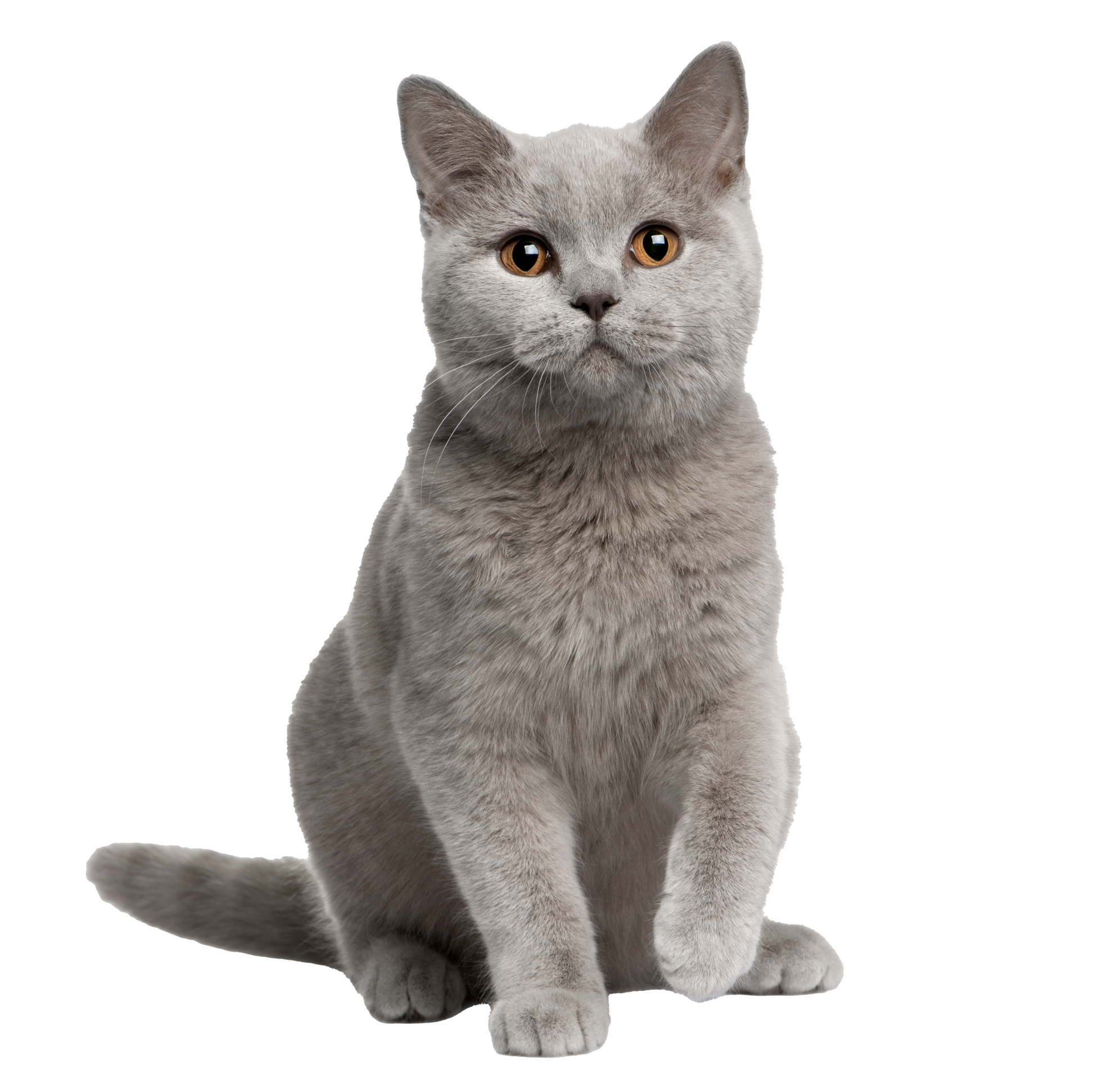 Pet 3D Memorial Model-Simulation Fur-Customized Size 15-80CM