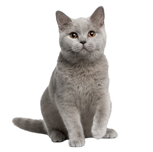 3D Pet Memorial Model-Environmentally friendly resin-Customized Size 15-50CM