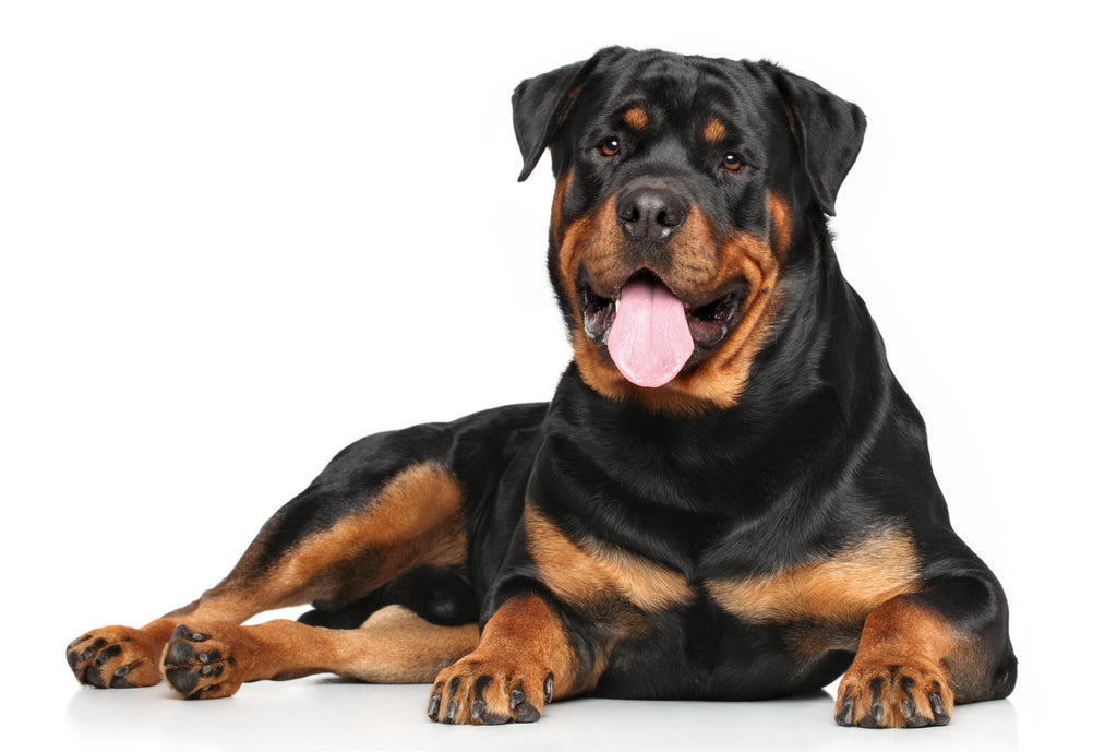3D Pet Memorial Model-Environmentally friendly resin-Customized Size 15-50CM