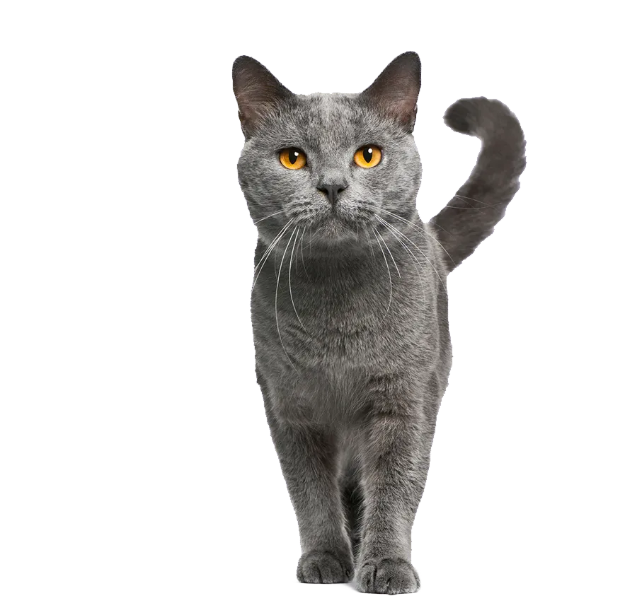 Pet 3D Memorial Model-Simulation Fur-Customized Size 15-80CM